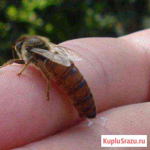 Пчеломатки Бакфаст Уфа