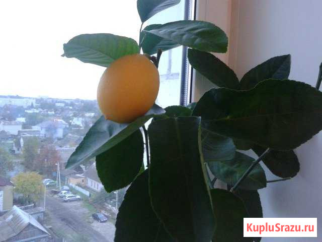 Лимон Мейера, другие цитрусовые Брянск - изображение 1