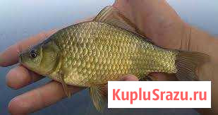 Живчик карась (оптом) Бугры - изображение 1