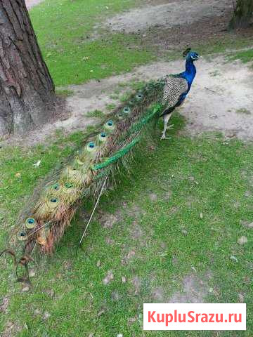 Животные Выборг - изображение 1