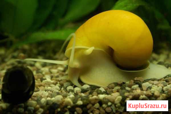 Улитка Кириши - изображение 1