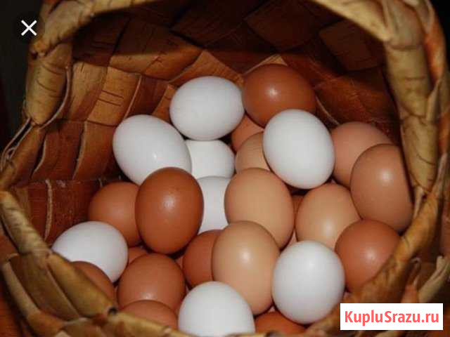Яйца Петушки - изображение 1