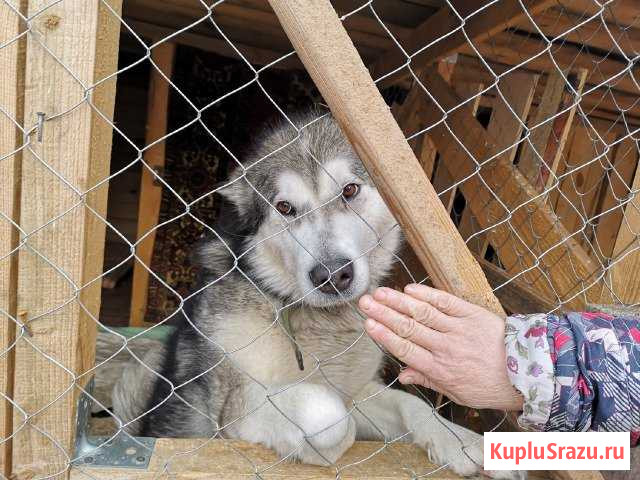 Маламут Ляля ищет дом Ковров - изображение 1