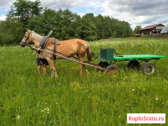Телега для лошади Струнино - изображение 1