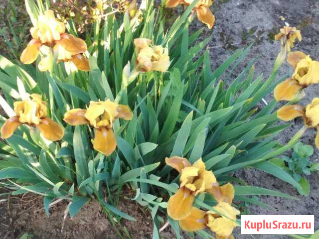 Ирис бордюрный(карликовый Стокгольм) Киржач - изображение 1
