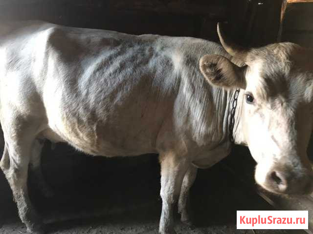Корова Жирновск - изображение 1
