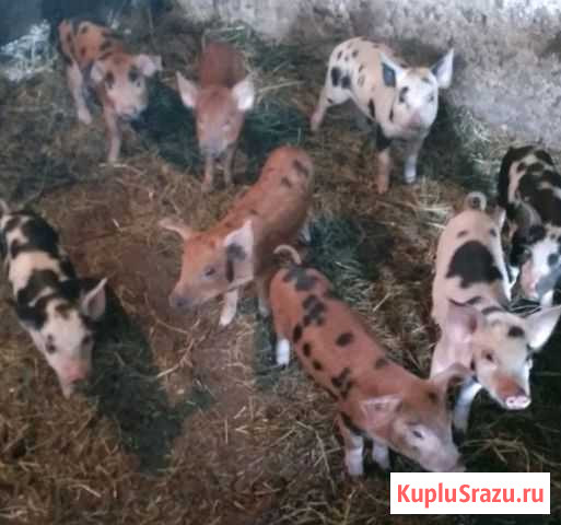 Поросята Урюпинск - изображение 1