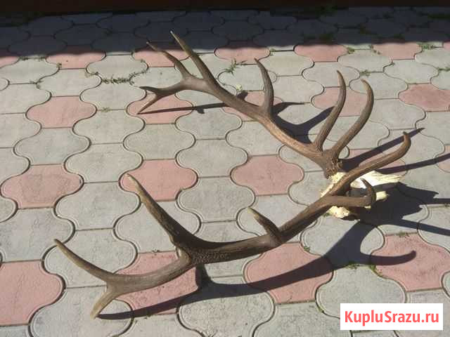 Рога оленя Барнаул - изображение 1
