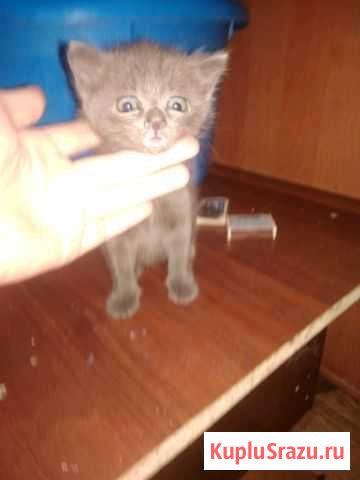 Котенок(мальчик) Новоалтайск - изображение 1