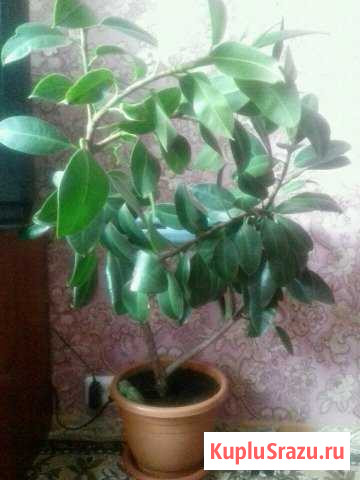 Фикус Бийск - изображение 1