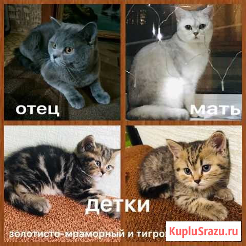 Продам котят окраса Табби Прогресс - изображение 1