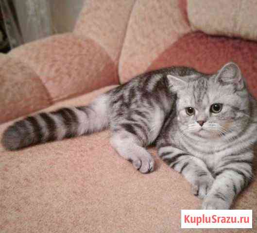 Котята мальчики Новохоперский