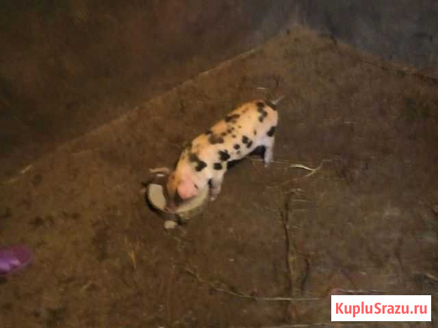 Продам поросят Бобров - изображение 1