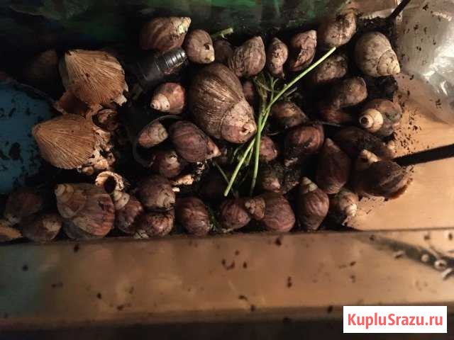 Улитки Воронеж - изображение 1