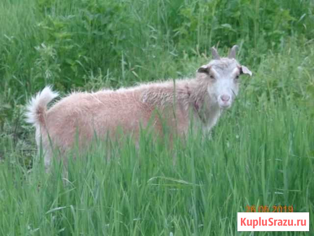 Продам козу Россошь - изображение 1