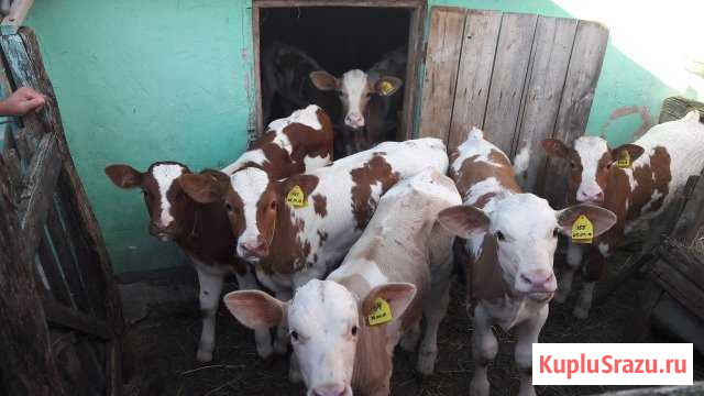 Продам телят Калач - изображение 1