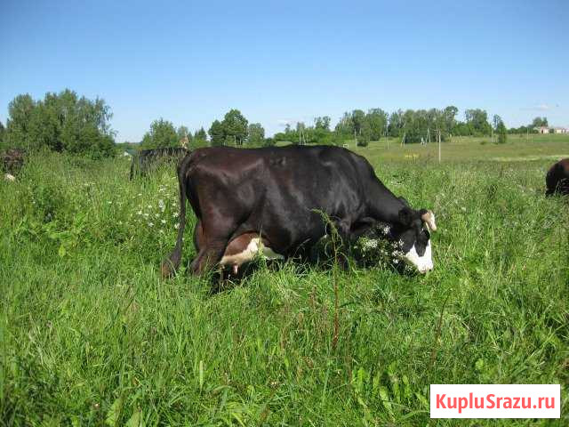 Продажа племенных нетелей и телок ярослав. породы Родники - изображение 1