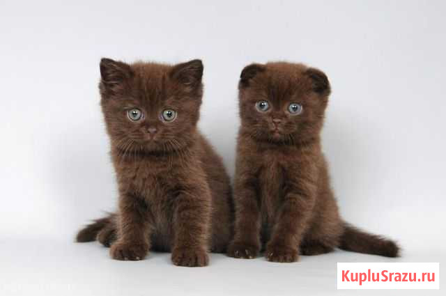 Чистокровные шотландские котята Октябрьский - изображение 1