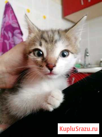 Котенок Октябрьский - изображение 1