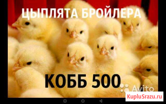 Коббы 500 Чехия 6 дн Мелеуз - изображение 1
