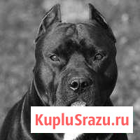 Стаффорширский терьер для вязки Уфа - изображение 1