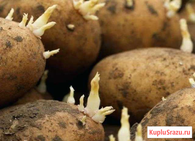 Картофель семянной и на еду Тейково - изображение 1