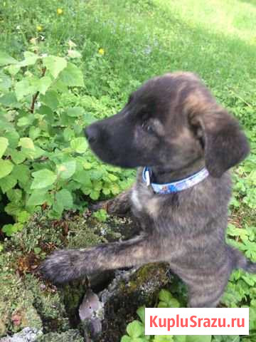 Щенок Иркутск - изображение 1