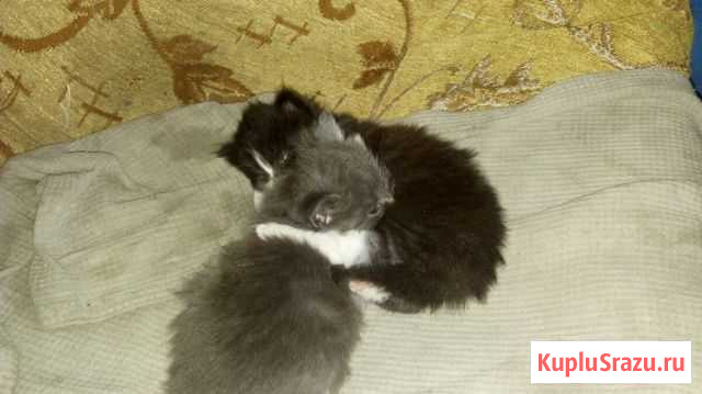 Котята Свирск - изображение 1