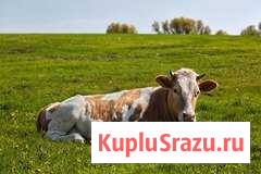 Животные Черемхово - изображение 1