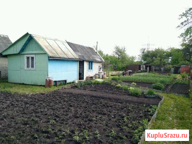  Гусев - изображение 1