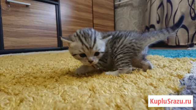 Шотландcкие котята Cтpaйт Черняховск - изображение 1