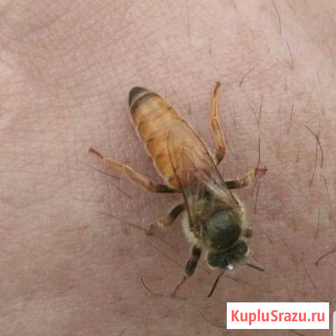 Матки Бакфаст Белгород - изображение 1