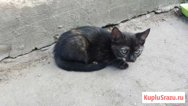 Котята,отдам в добрые руки Ивот - изображение 1