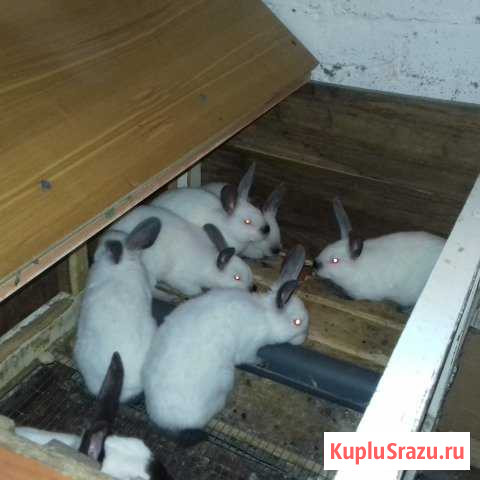 Продам кроликов Севск - изображение 1