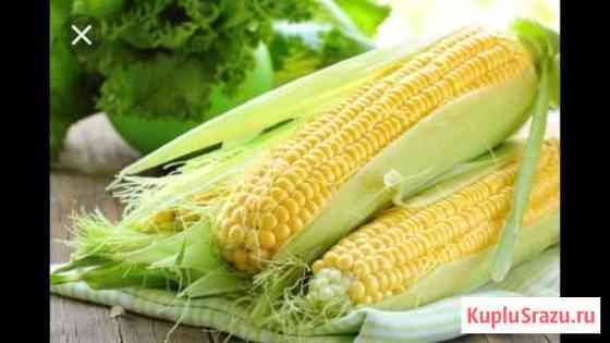 Сахарная кукуруза Бондюэль Михайловка