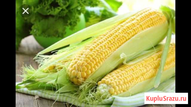 Сахарная кукуруза Бондюэль Михайловка - изображение 1