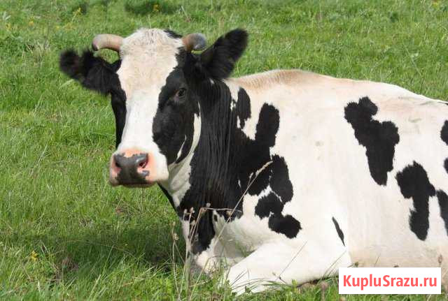 Крупнорогатый скот Вологда - изображение 1