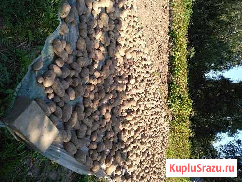 Картофель Кострома - изображение 1