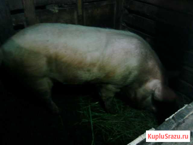 Продам кабана Кострома - изображение 1
