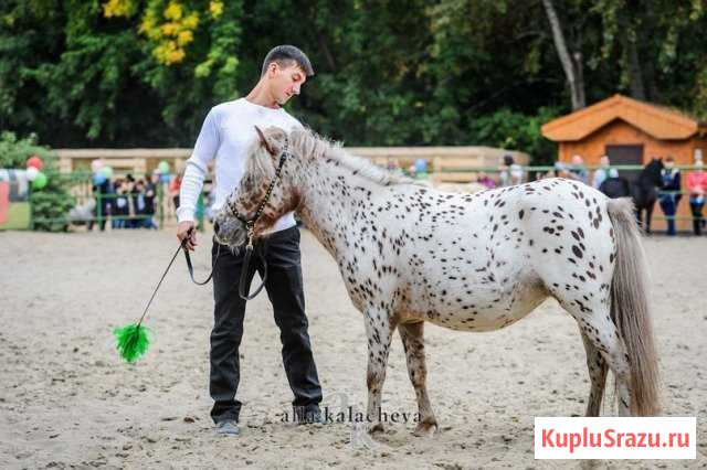 Сокращение поголовья. Арабская кобыла и пони Красноярск - изображение 1