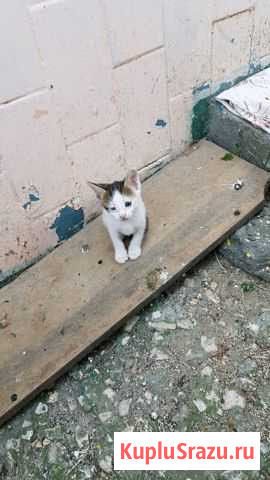 Котята ищут дом Керчь - изображение 1