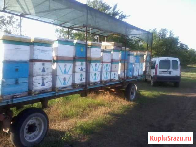 Продажа пасеки Симоненко - изображение 1