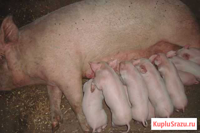 Поросята племенные(Белая крупная) Петропавловка - изображение 1