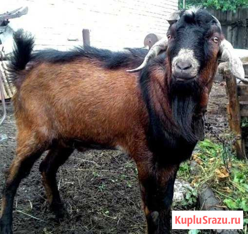 Нубийский козел для случки Острогожск - изображение 1