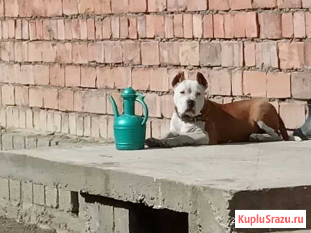 Американский стаффордширский терьер Кизляр - изображение 1
