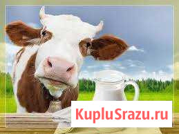 Молочная продукция Курган - изображение 1