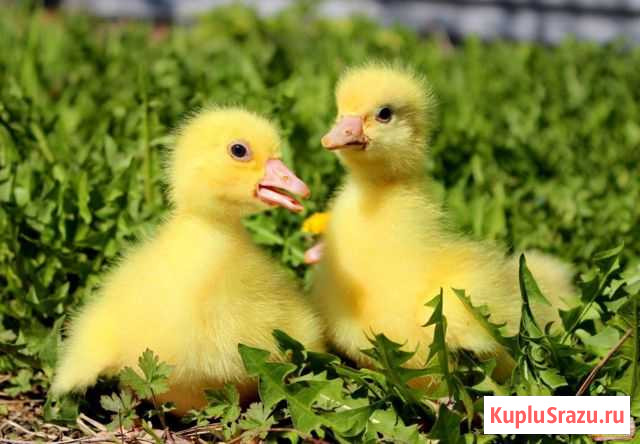 Гусята породы Линда Курган - изображение 1