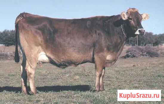 Продам коров Курчатов - изображение 1