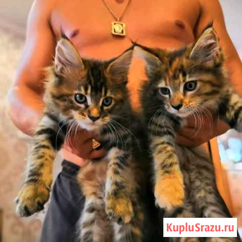 Продаются котята породы мейн-кун Елец - изображение 1