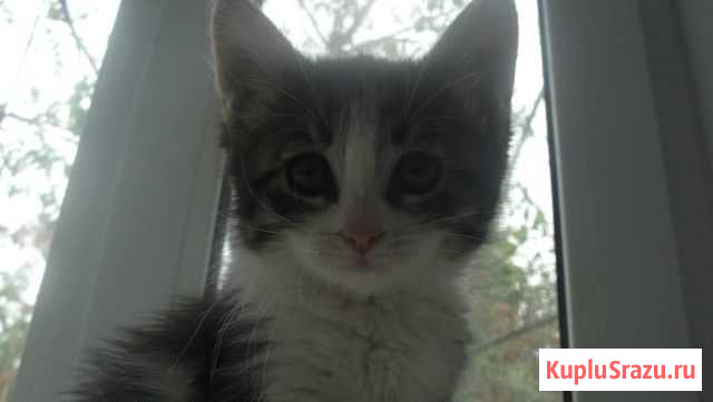 Кошечка в добрые руки Рузаевка - изображение 1